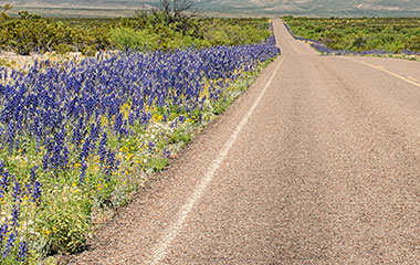 rural road with bluebonnets